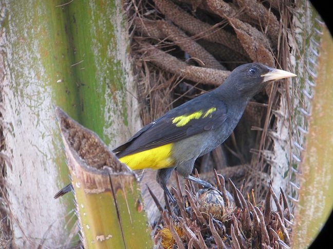 Esse pássaro é conhecido por conseguir imitar sons de outros animais, como aves e mamíferos, e por ser um artesão habilidoso na construção de ninhos. Reprodução: Flipar
