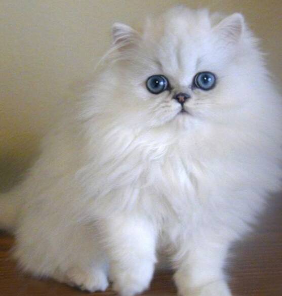 O gato persa branco é o mais popular . Foto: Reprodução