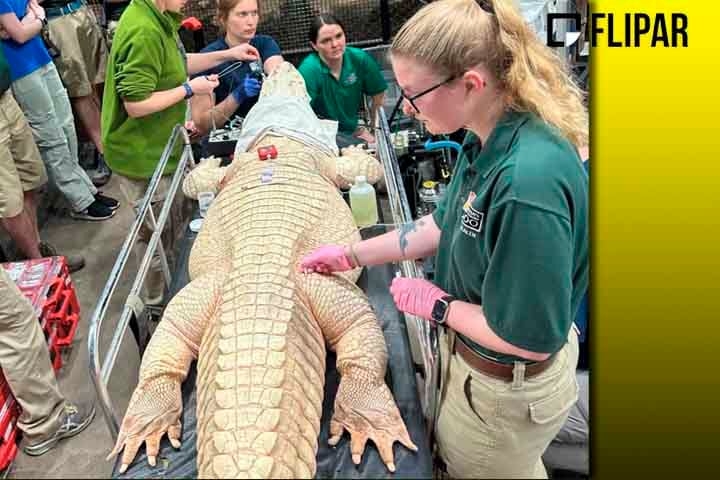 Recentemente, a equipe de veterinários de um zoológico, nos Estados Unidos, precisou fazer uma cirurgia de emergência para remover dezenas de moedas do estômago de um jacaré desse tipo.  Reprodução: Flipar