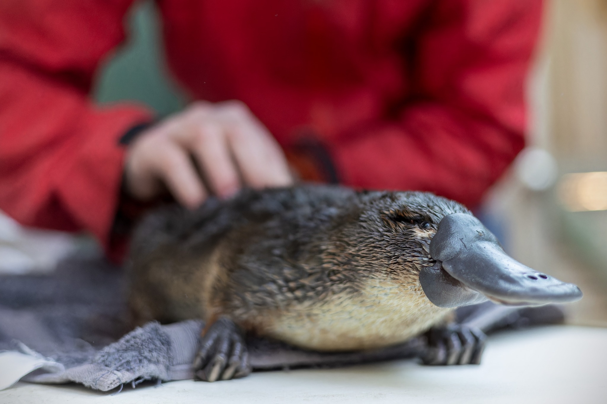 O veneno dos ornitorrincos ajuda na proteção da espécie na época do acasalamento. Eles usam justamente essa arma natural para evitar a ação de predadores.  Reprodução: Flipar