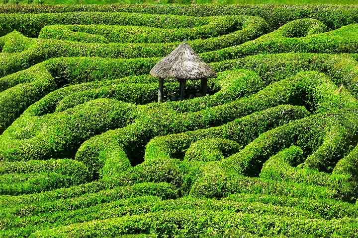 Glendurgan Garden é um jardim do National Trust situado acima do vilarejo de Durgan, no rio Helford e perto de Mawnan Smith , na freguesia de Mawnan, Cornualha , Inglaterra , Reino Unido. O jardim é notável por um labirinto de louro cereja , criado em 1833. Reprodução: Flipar