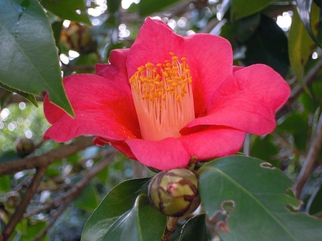 Camellia japonica, ou camélia vermelha, tem origem no Japão e na China. Muito apreciada em países como Portugal e EUA, cresce em jardins e locais sombreados. Suas flores, grandes e vistosas, desabrocham no inverno e na primavera, trazendo cor ao frio.
 Reprodução: Flipar