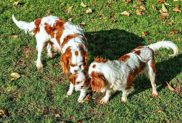 Alerta de fofura! O Cavalier King Charles Spaniel é extremamente fofo, não late muito e tem uma expectativa de vida de 15 anos. Ele adora atenção e é muito apegado ao dono.  Reprodução: Flipar