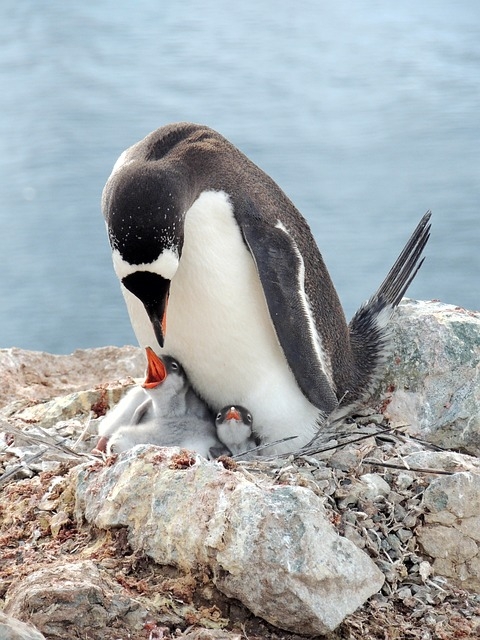 Os pinguins-imperador são ovíparos e têm incubação entre 33 e 62 dias. As fêmeas põem um único ovo entre maio e junho. E elas não incubam os ovos. Essa tarefa é dos  machos. Eles ficam em pé por até 62 dias com o ovo dentro da bolsa até os filhotes eclodirem do ovo. Durante esse período, as fêmeas vão ao mar para se alimentar.
 Reprodução: Flipar