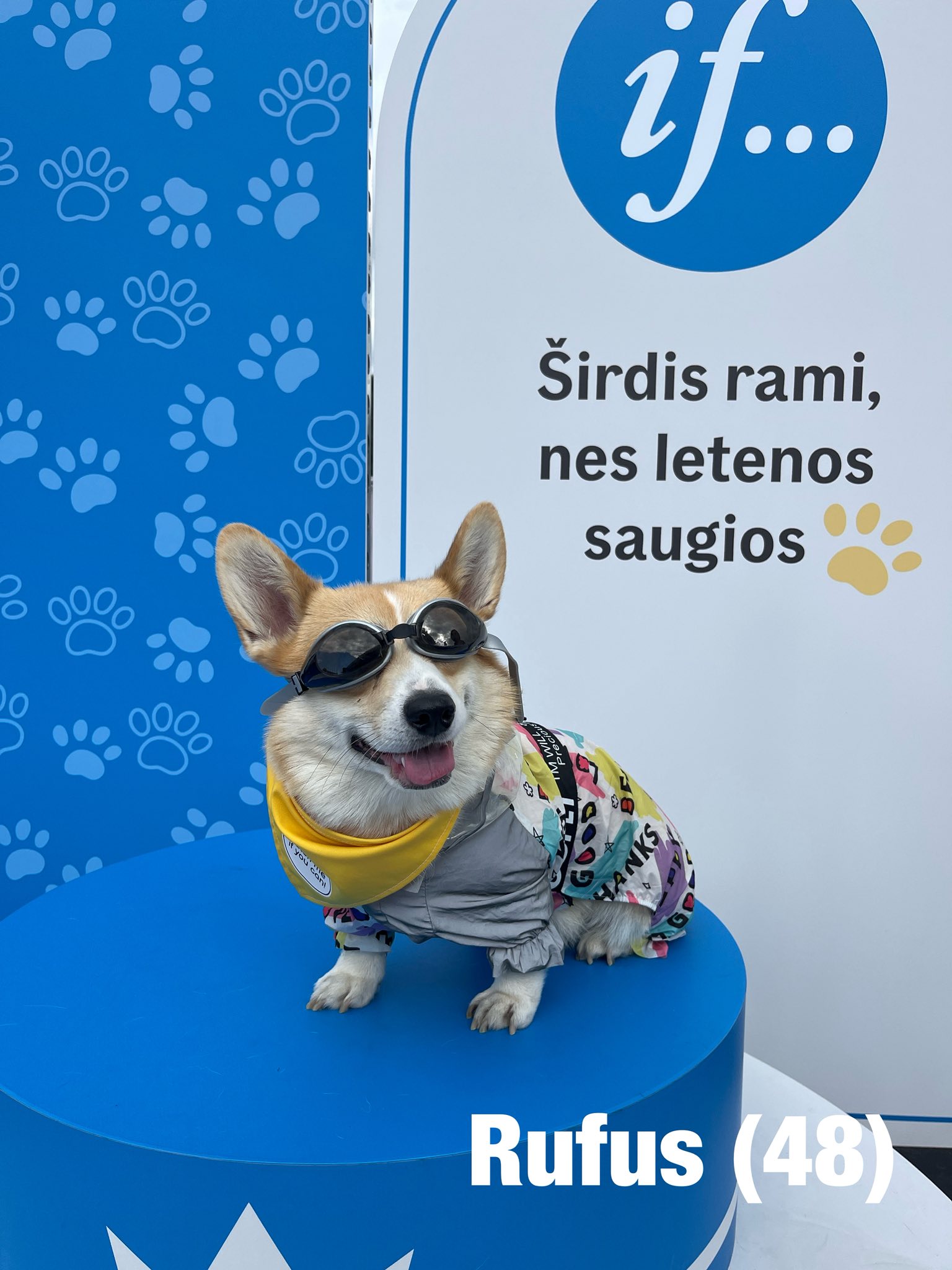 Corrida de Corgis reúne competidores fantasiados na Lituânia. Foto: Facebook/Corgi Race Vilnius