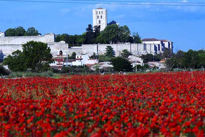 7- Campos de papoula de Zamora, Espanha - São vastas extensões de flores vermelhas que florescem na primavera, criando paisagens deslumbrantes na região.
 Reprodução: Flipar