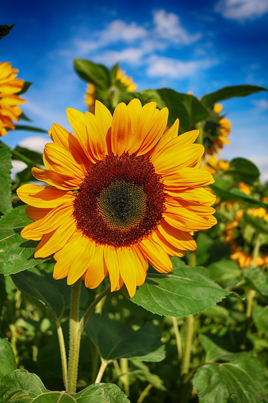 Atualmente, o girassol é cultivado em todo o planeta devido às suas diversas aplicações e possui grande importância econômica, ambiental e cultural. Reprodução: Flipar