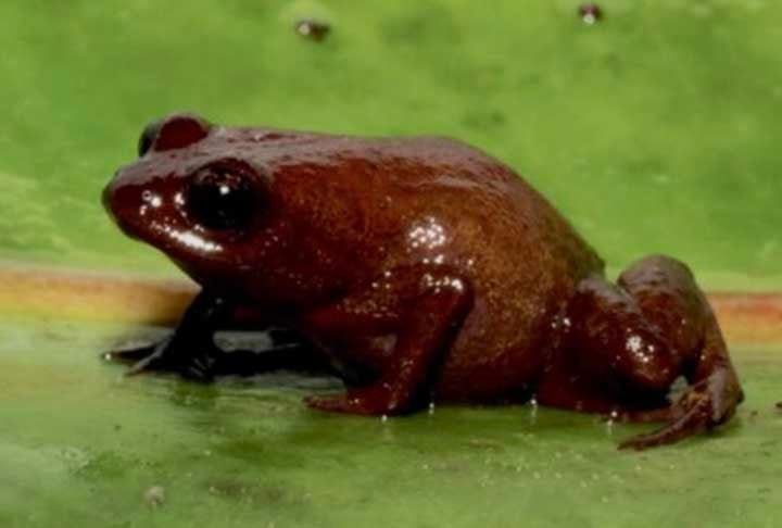 A análise foi de grupo de pesquisadores do Instituto de Biociências (IB) da USP, do Centro de Pesquisas sobre Biodiversidade e Ambiente (CRBE) da França e da Universidade Autônoma de Madri, na Espanha. Eles descreveram a espécie na revista científica Zootaxa Reprodução: Flipar