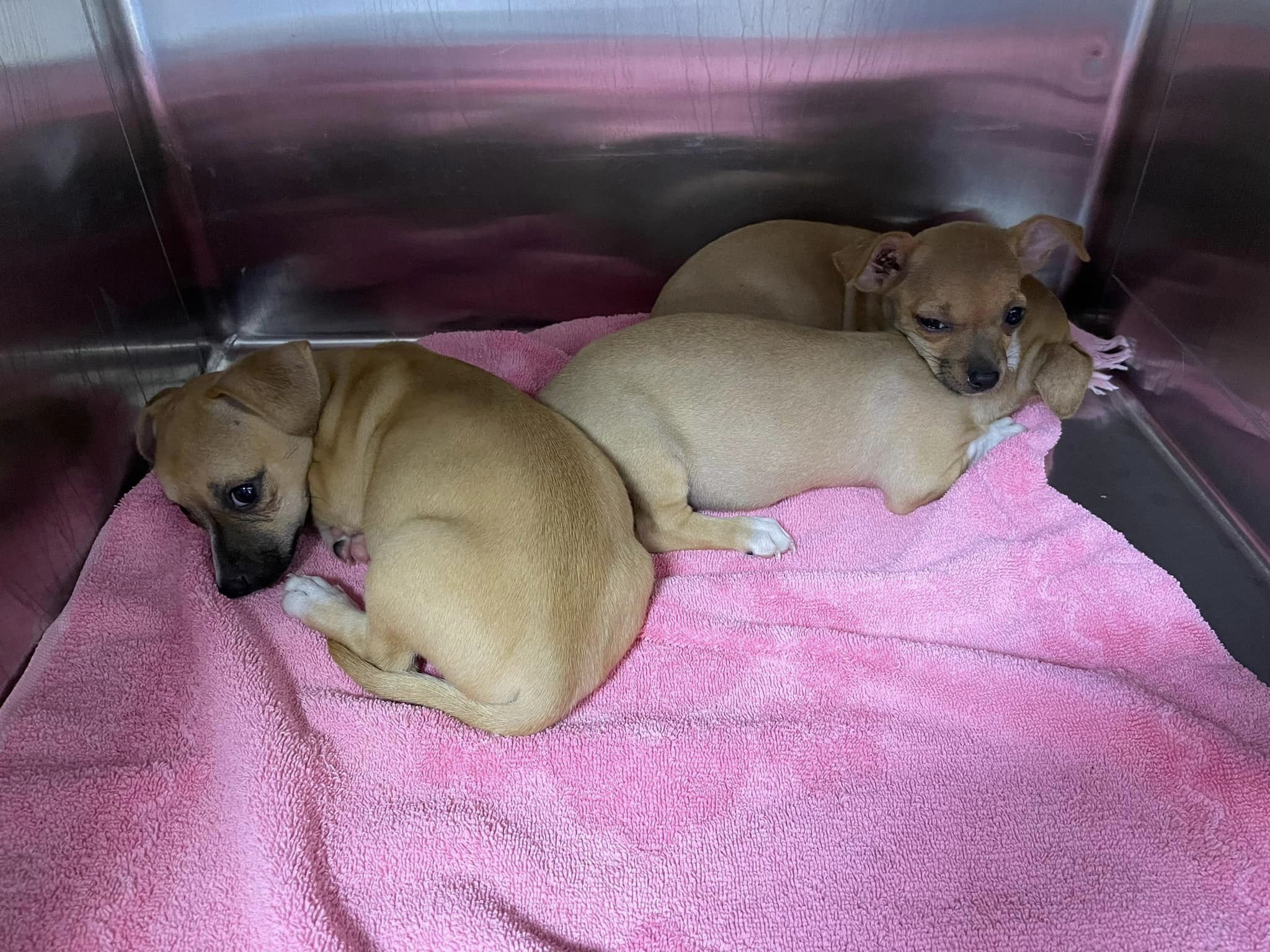 Os irmãos maiores de Enzo foram acolhidos por uma instituição para animais, onde estarão disponíveis para adoção. Foto: Reprodução/Second Chance Farm