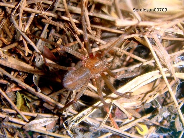 Embora não seja tão agressiva quanto outras espécies, a aranha-marrom possui um veneno necrosante que pode causar feridas profundas e dolorosas na pele. Em alguns casos, a picada pode levar à amputação. Reprodução: Flipar