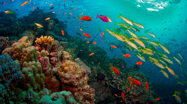 Cerca de 400 espécies de corais estão na região. Foto: Reprodução/Observador