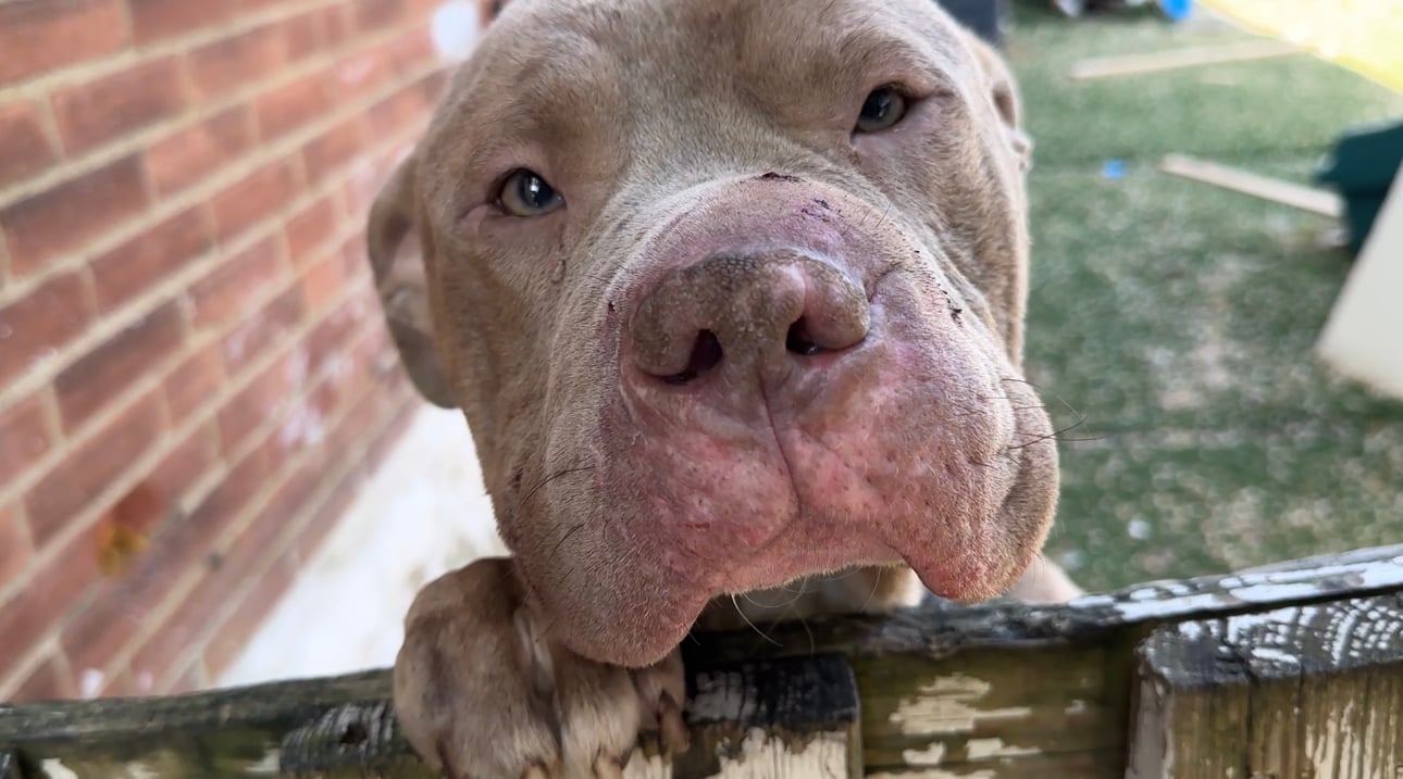 Orville esperou pelo resgate após seguir um homem até sua casa. Foto: Reprodução/Stray Rescue of St. Louis