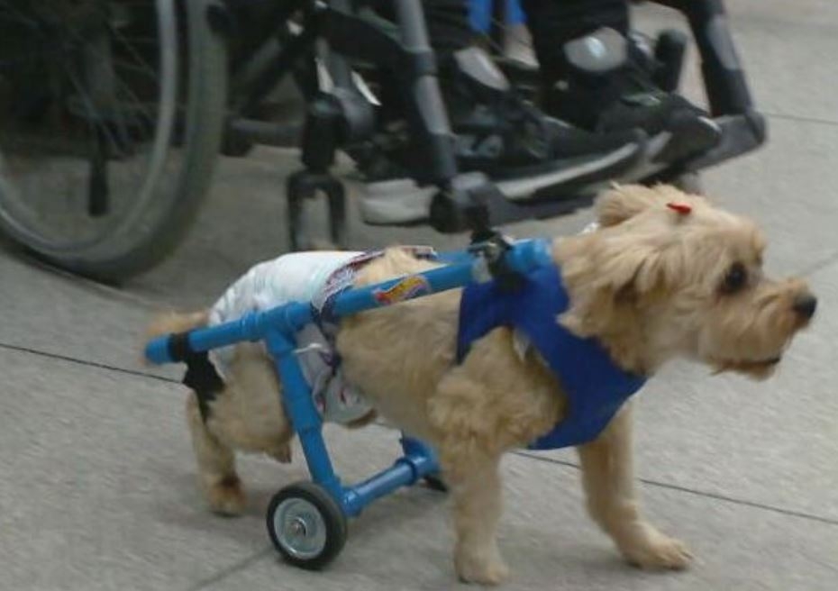 O cãozinho recebeu uma cadeirinha de rodas especialmente criada para ele, com uma técnica pesquisada cuidadosamente para servir com perfeição. 