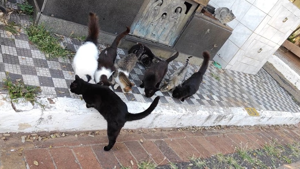 Voluntários vão diariamente cuidar da alimentação dos felinos. Foto: Reprodução/Aline Sebânica - 28/06/2023