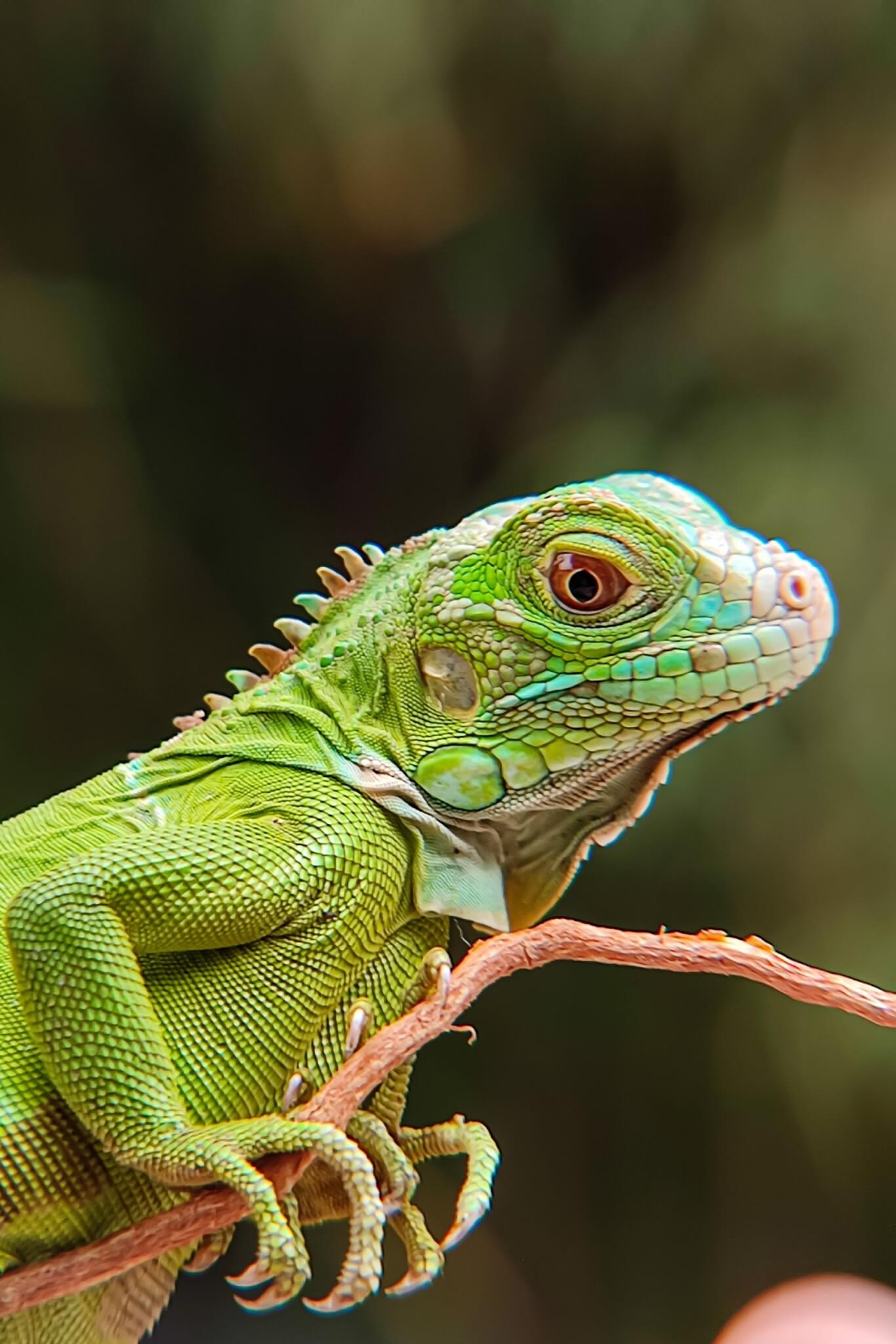 2. Iguana A iguana é um réptil que, quando adulto, atinge quase 2 metros de comprimento e, com os cuidados corretos, vive até 20 anos. É muito sensível ao calor e ao frio, precisando de cuidado em relação à temperatura. Reprodução: EdiCase