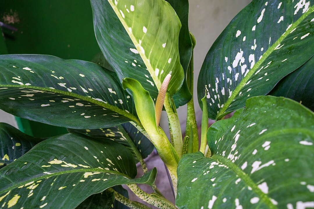 Comigo-ninguém-pode (Dieffenbachia spp.): Nativa da América Central e do Sul, é comum como planta ornamental em todo o mundo. Suas folhas contêm cristais de oxalato de cálcio, que podem causar irritação severa na boca e garganta.
 Reprodução: Flipar