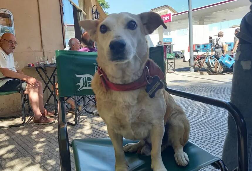 Corchito se senta ao lado dos clientes e os faz companhia. Foto: Reprodução/ Infocielo