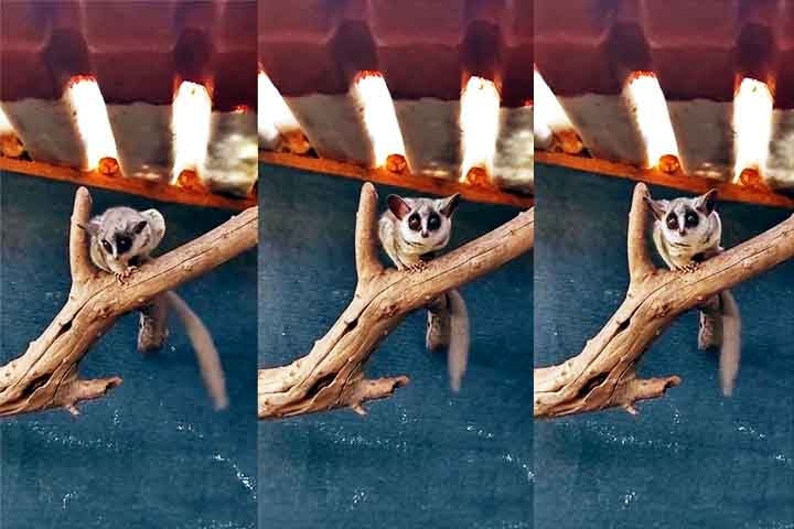 Essa história emocionante nos leva a explorar mais sobre esses animais conhecidos como galagos. Esses primatas, com seus olhos grandes e adaptados para a visão noturna, possuem uma série de características únicas que os tornam notáveis no mundo animal. Reprodução: Flipar