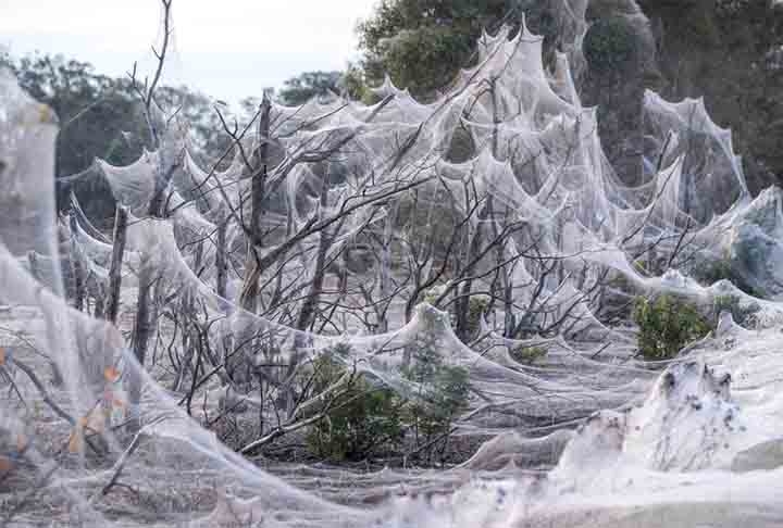 Teias de aranha massivas: Muita gente já deve ter visto imagens de teias gigantescas pela internet. Esse fenômeno pode ocorrer por vários motivos e envolve a atividade de muitas aranhas trabalhando em conjunto.  Reprodução: Flipar