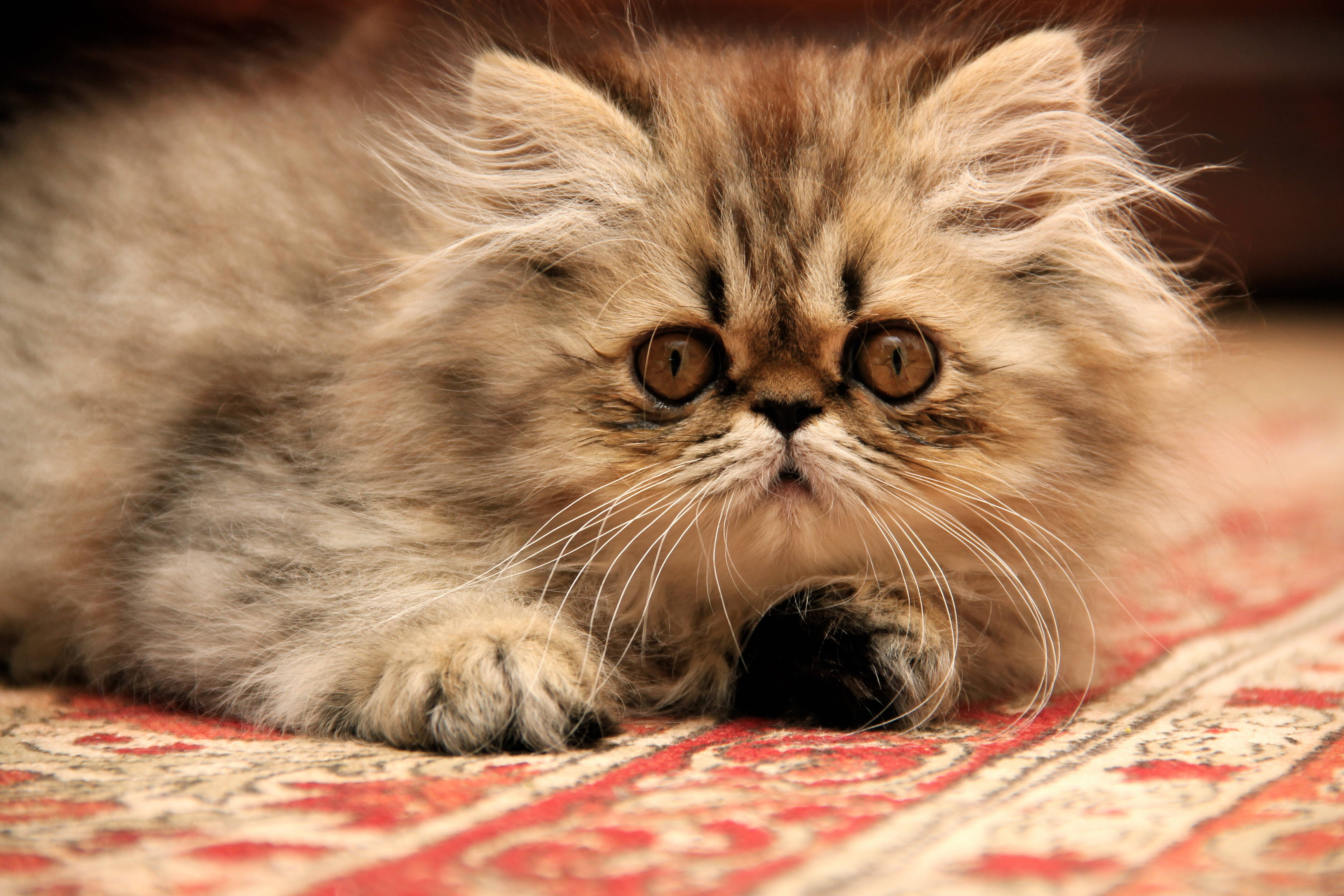 Os gatos Persas tem mais chance de sofrerem de certas doenças do que gatos de outras raças. Foto: Shuttersock