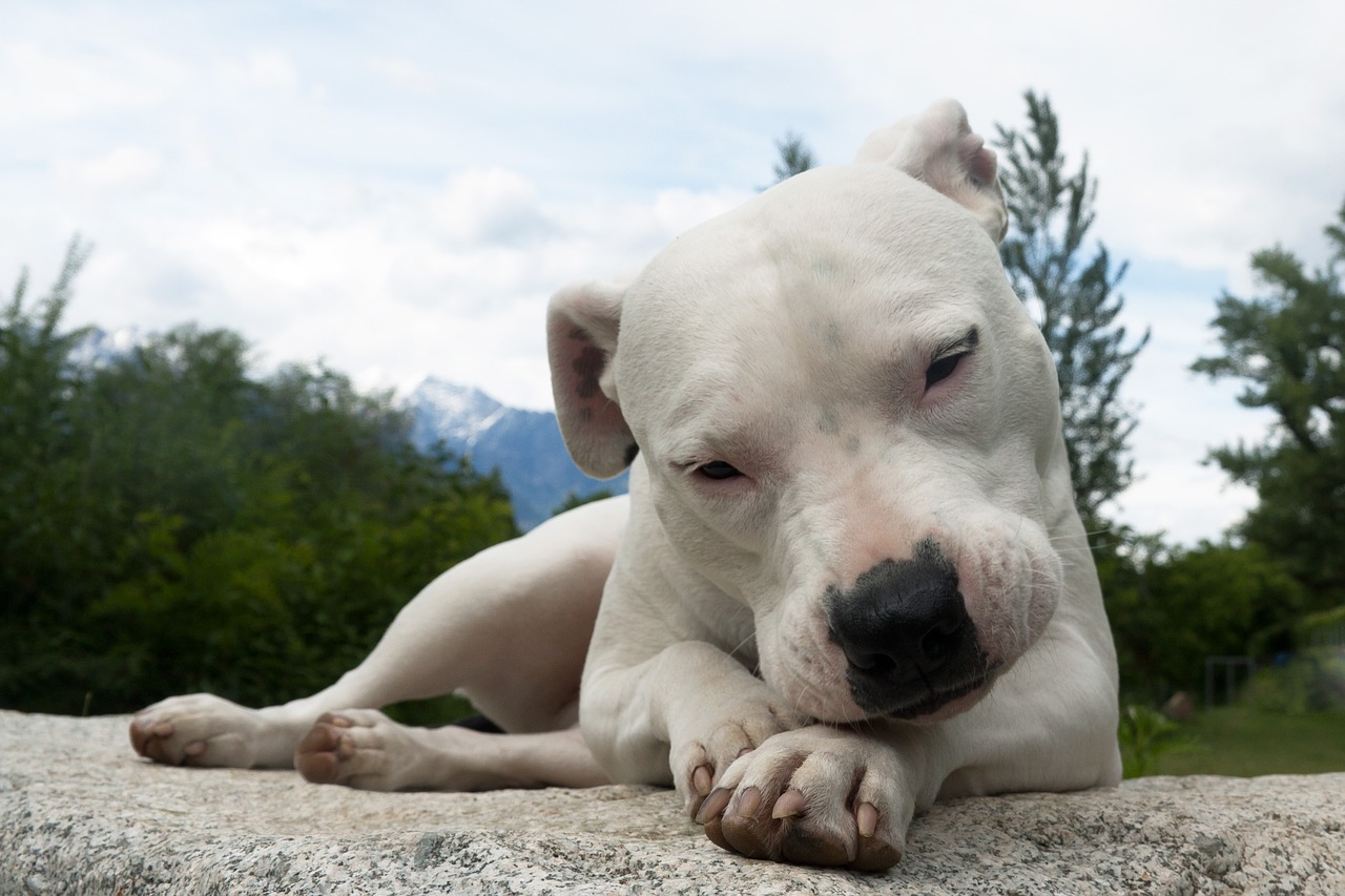 Dogo Argentino. Foto: Wilfried Santer/Pixabay 