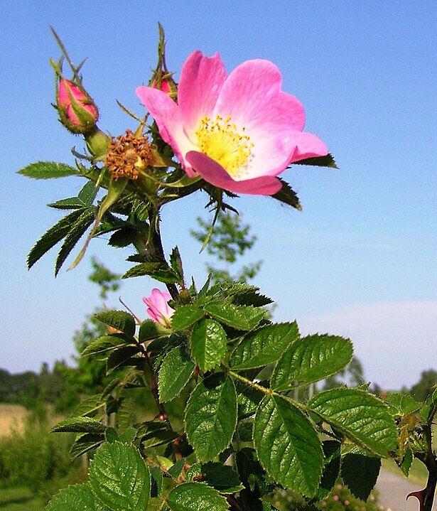 Rosa mosqueta – Suas sementes produzem um óleo rico em ácidos graxos e vitaminas. Muito utilizado em óleos faciais anti-idade e cicatrizantes. Reprodução: Flipar