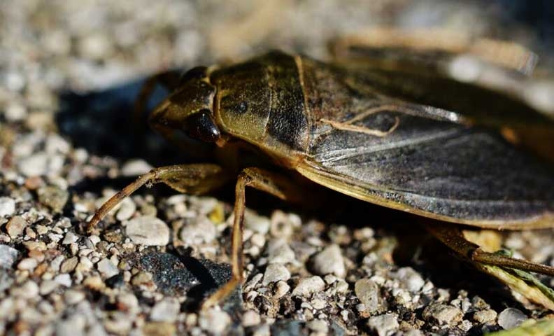 Pesquisadores do Japão descobriram informações interessantes sobre um inseto temido por muitos: a barata gigante aquática (cientificamente chamada Lethocerus indicus). Reprodução: Flipar