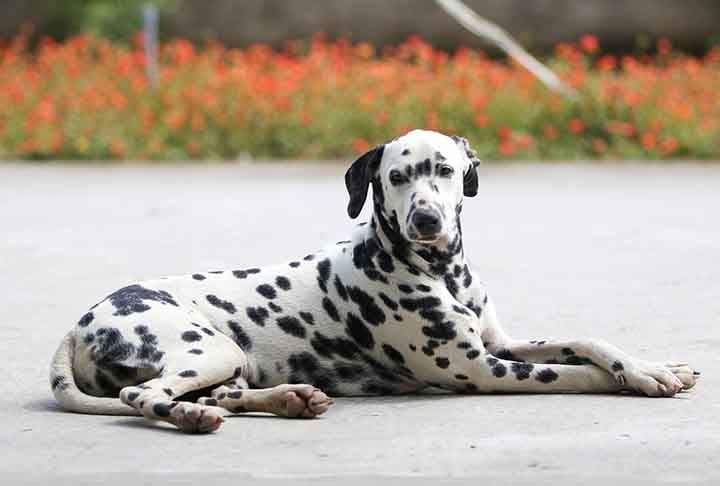 Mas as principais características desse dog são suas manchas pretas na pele. A raça é uma das mais famosas muito por conta do clássico filme 101 Dálmatas, de 1961. Reprodução: Flipar