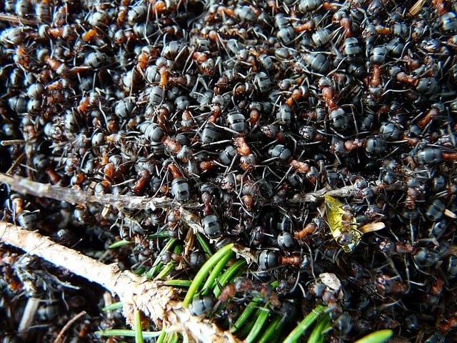 Para chegar ao número estimado de formigas no planeta, os pesquisadores lançaram mão de 489 estudos de populações de formiga conduzidos por cientistas em vários países.  Reprodução: Flipar