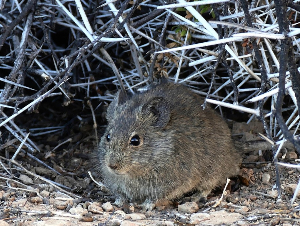 Rato-Karoo - Esse roedor, encontrado em regiões áridas da África do Sul, leva uma vida solitária e territorialista. Diferente de outros roedores que vivem em colônias, ele constrói ninhos individuais em tocas ou entre rochas. Ele se alimenta principalmente de plantas suculentas e raramente interage com outros da espécie, exceto para reprodução. Reprodução: Flipar