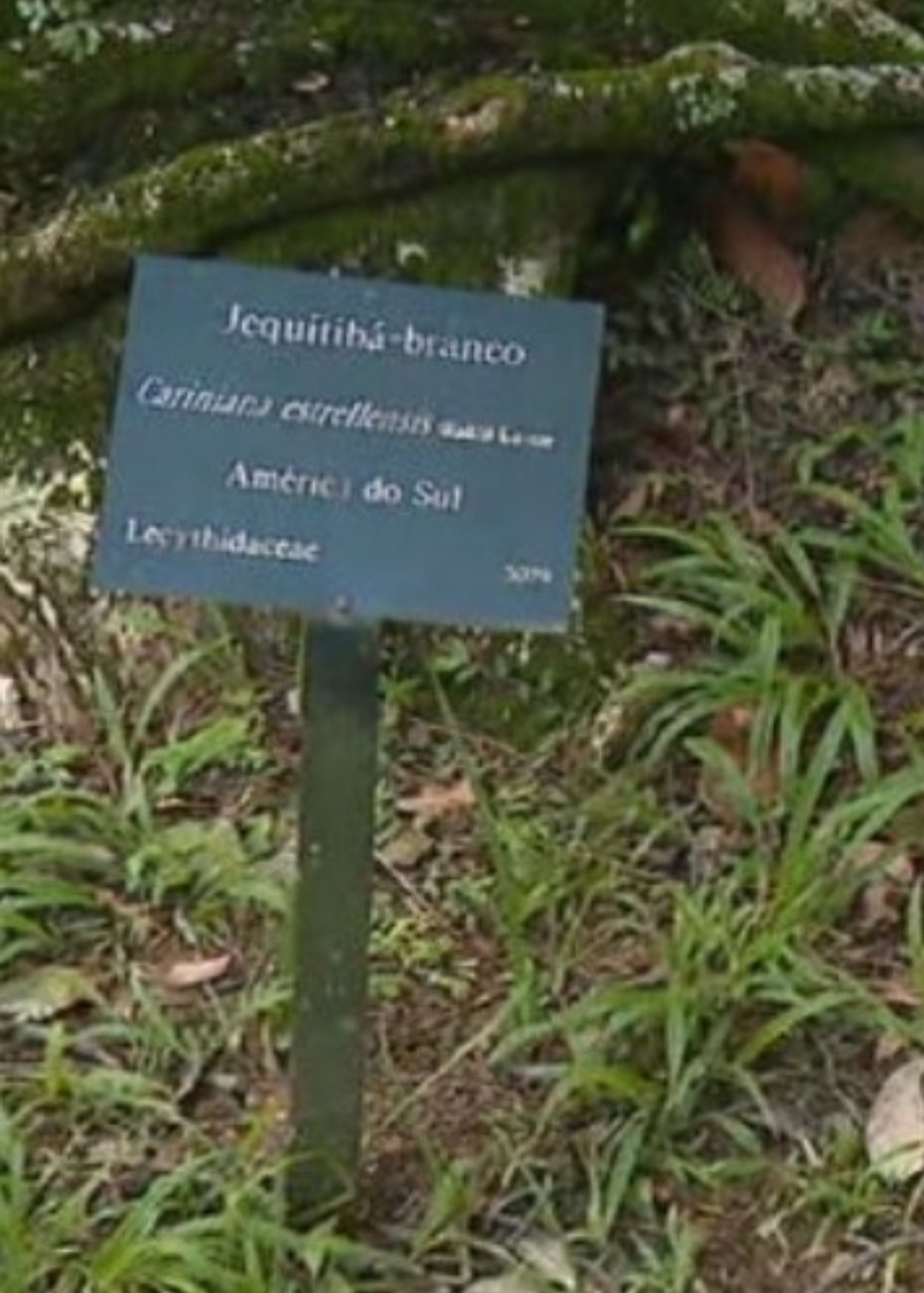 Incentivada pela popularidade da árvore na televisão, a direção do Jardim Botânico do Rio de Janeiro, na zona sul carioca, criou um tour pela trilha dos jequitibás que existem dentro da área verde.