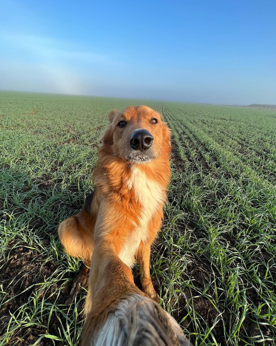 Fotos do golden retriever Preguntale no Instagram Instagram