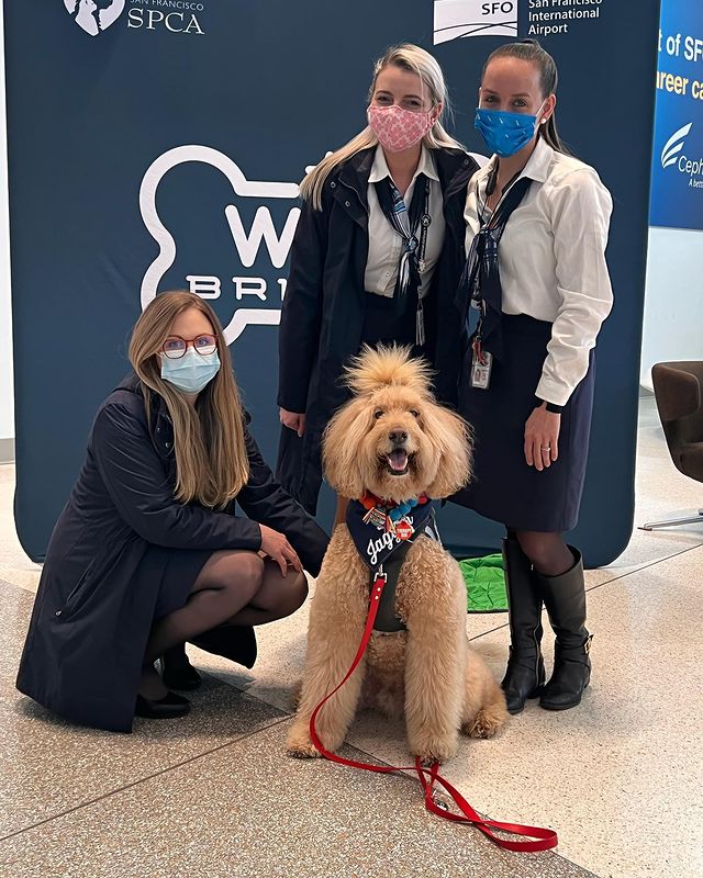 Wag Brigade! Uma equipe de animais de terapia certificados pela SF SPCA que surpreendem e encantam, tornando a viagem mais agradável. Foto: Reprodução/Instagram