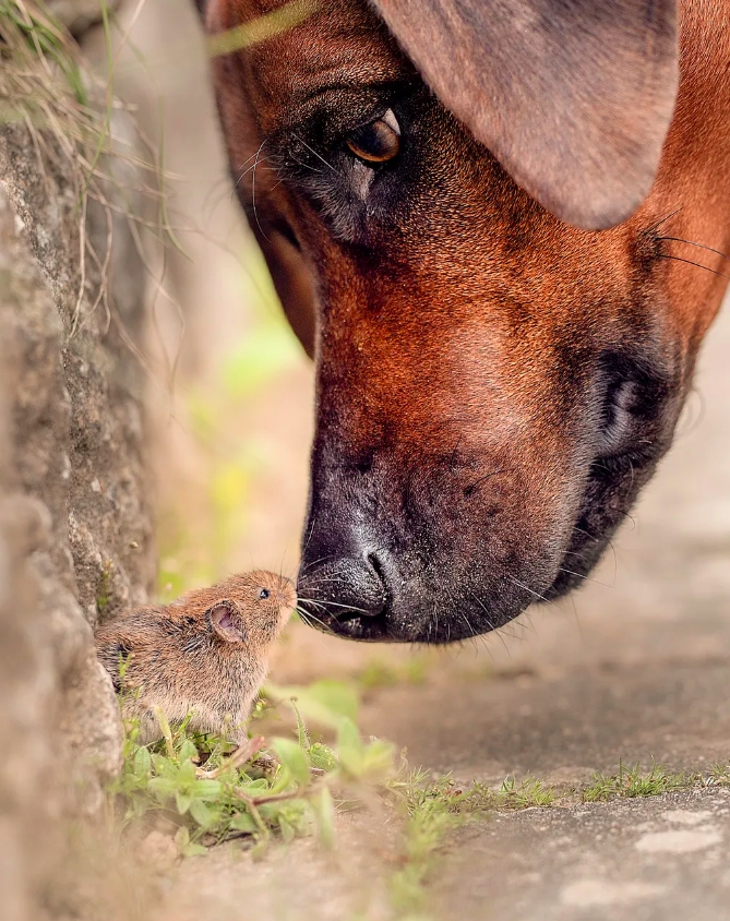 “Quem é você?”: Está ou não está simpática essa foto que mostra um ratinho e um cachorro se “conhecendo”?