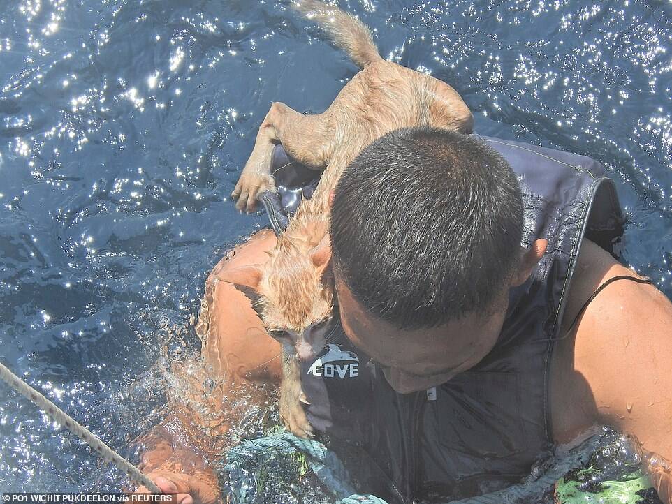 Marinheiro salva quatro gatos de barco em chamas. Foto: Viral Press