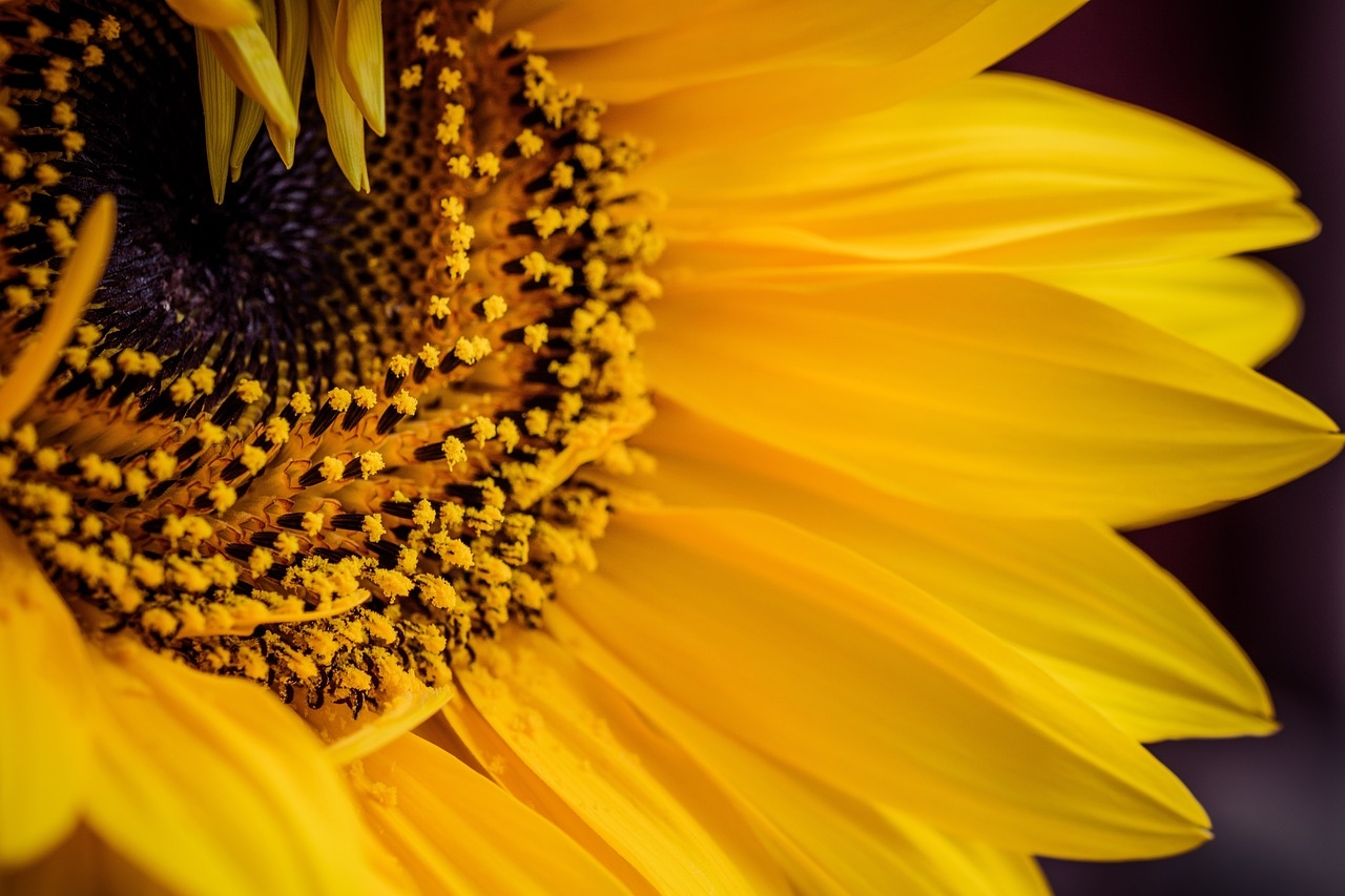 O néctar presente nas flores atrai polinizadores e é utilizado na produção de mel. Seu potencial como biocombustível tem impulsionado o aumento de áreas cultivadas. Além disso, o girassol também tem aplicações ornamentais em paisagismo. Reprodução: Flipar