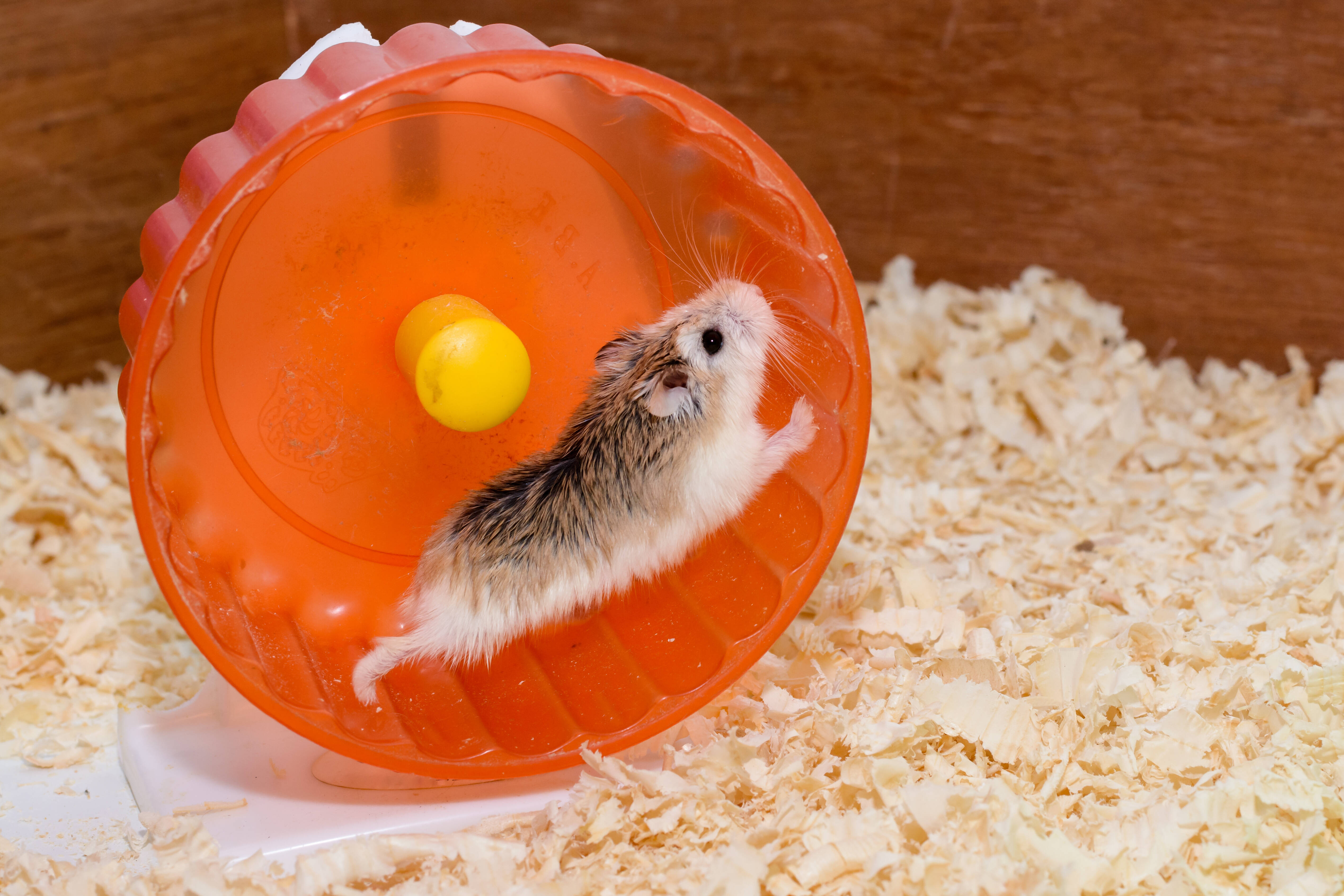 Instalar uma rodinha na gaiola é uma dos métodos mais tradicionais para o hamster se exercitar. Foto: reprodução shutterstock