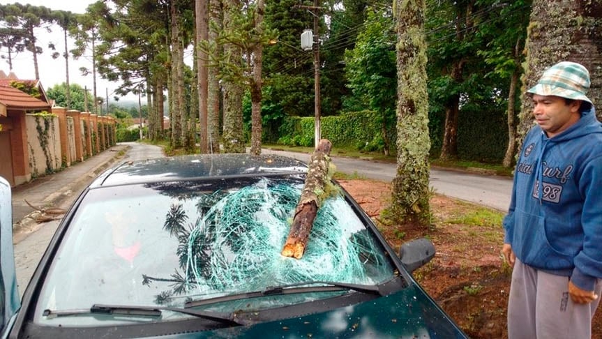 Galhos podres são ameaças constantes. Em 2017, José Luiz Esteves se assustou e levou prejuízo quando um galho voou durante um vendaval e atingiu o para-brisa do seu carro no bairro Manancial, em Campos do Jordão (SP).