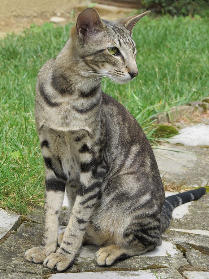 Oriental Shorthair. Foto: Daly69/Wikimedia Commons