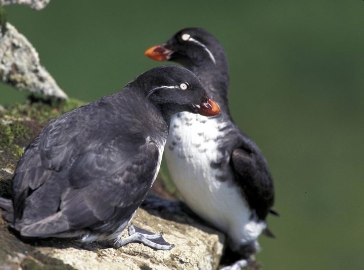 Entre as mais ameaçadas estão o papagaio-do-mar e o auklet, um tipo de periquito. Reprodução: Flipar