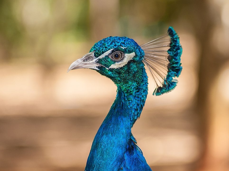Pavão-azul (Pavo cristatus) - Originário do sul da Ásia, o pavão-azul habita florestas abertas e áreas próximas a rios. Sua expectativa de vida gira em torno de 15 a 25 anos.
 Reprodução: Flipar