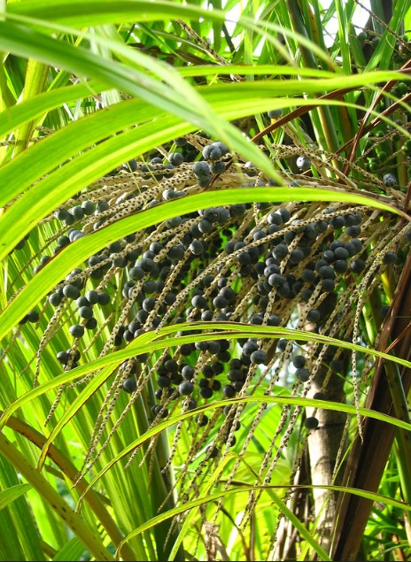 Os habitantes locais coletam o açaí manualmente de pequenos barcos, escalando a alta palmeira do açaí para chegar aos frutos. Reprodução: Flipar