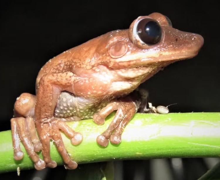 Trata-se da Nyctimantis diadorim, anfíbio do gênero perereca-de-capacete nativo do Parque Nacional Grande Sertão Veredas, unidade de conservação situada na divisa de Minas Gerais com a Bahia. A espécie foi descrita em artigo na revista científica “Herpetologica”.

 Reprodução: Flipar