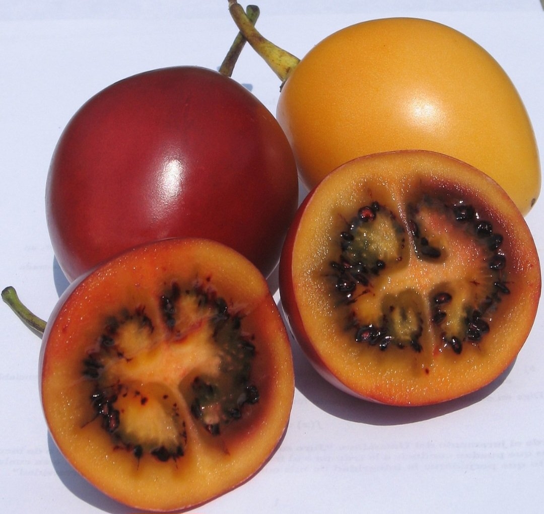 O tamarillo tem forma oval ou elíptica, com 4 a 10 cm de comprimento e 3 a 5 cm de diâmetro. A casca é lisa e fina, de cor laranja, vermelha e até roxa, dependendo da variedade. A polpa é suculenta, com sementes pequenas e comestíveis. O sabor é agridoce.  Reprodução: Flipar