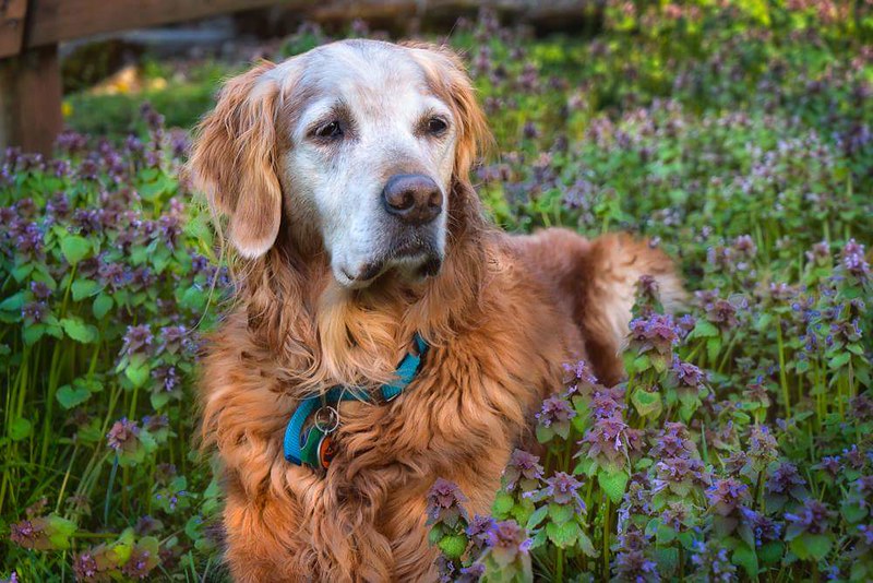 Sem controle: cães muito velhos perdem o controle e fazem xixi e cocô em si mesmos. Eles não têm mais a capacidade de esperar para se aliviar fora de casa e não têm outra escolha além de fazê-lo em qualquer lugar da casa. Sharon Brownlow/Flickr