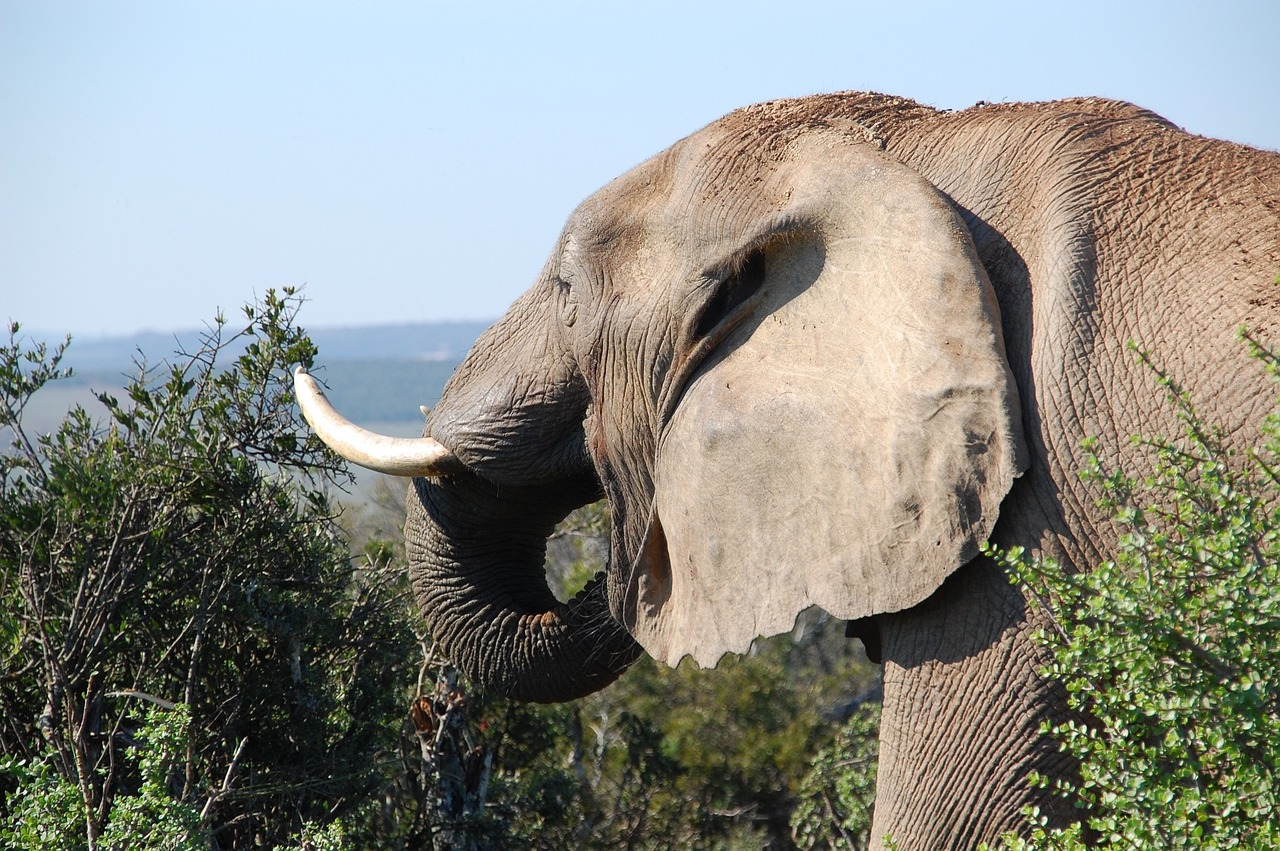 As orelhas do elefante têm pequenas veias que ajudam a  dispersar o calor, mantendo a temperatura corporal do animal.  Reprodução: Flipar