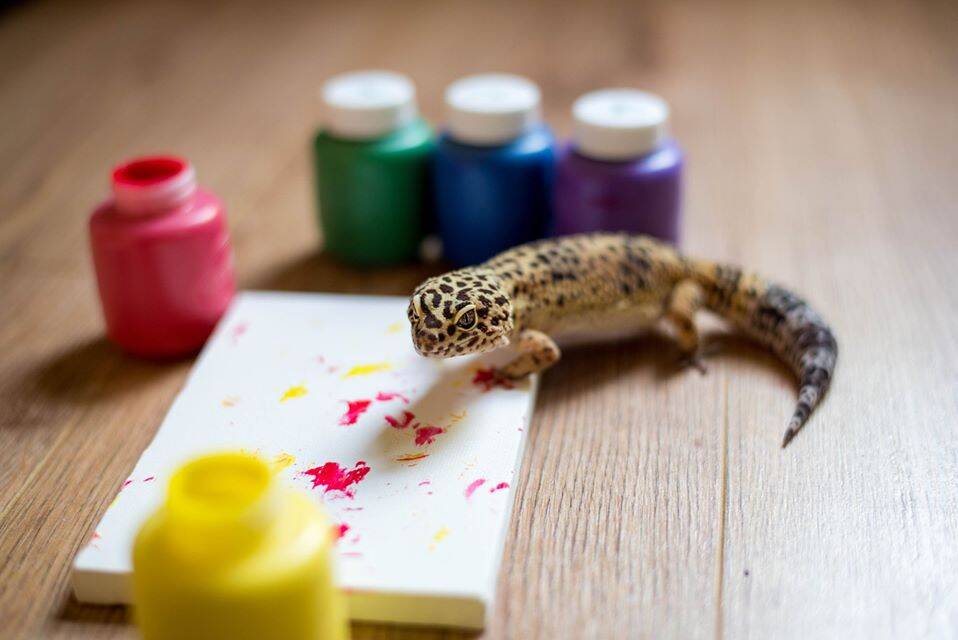 Lagarto Harriet fazendo arte. Foto: Facebook/ Nicki Fricker