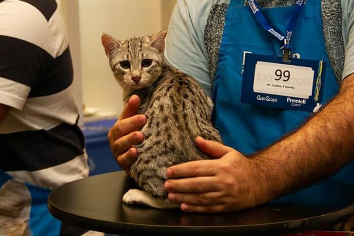 Gato da raça Mau Egípcio