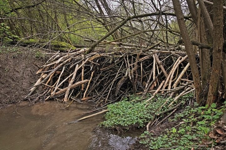 Famosos por suas barragens, os castores as constroem utilizando troncos, galhos e lama para criar represas nos rios.  Reprodução: Flipar
