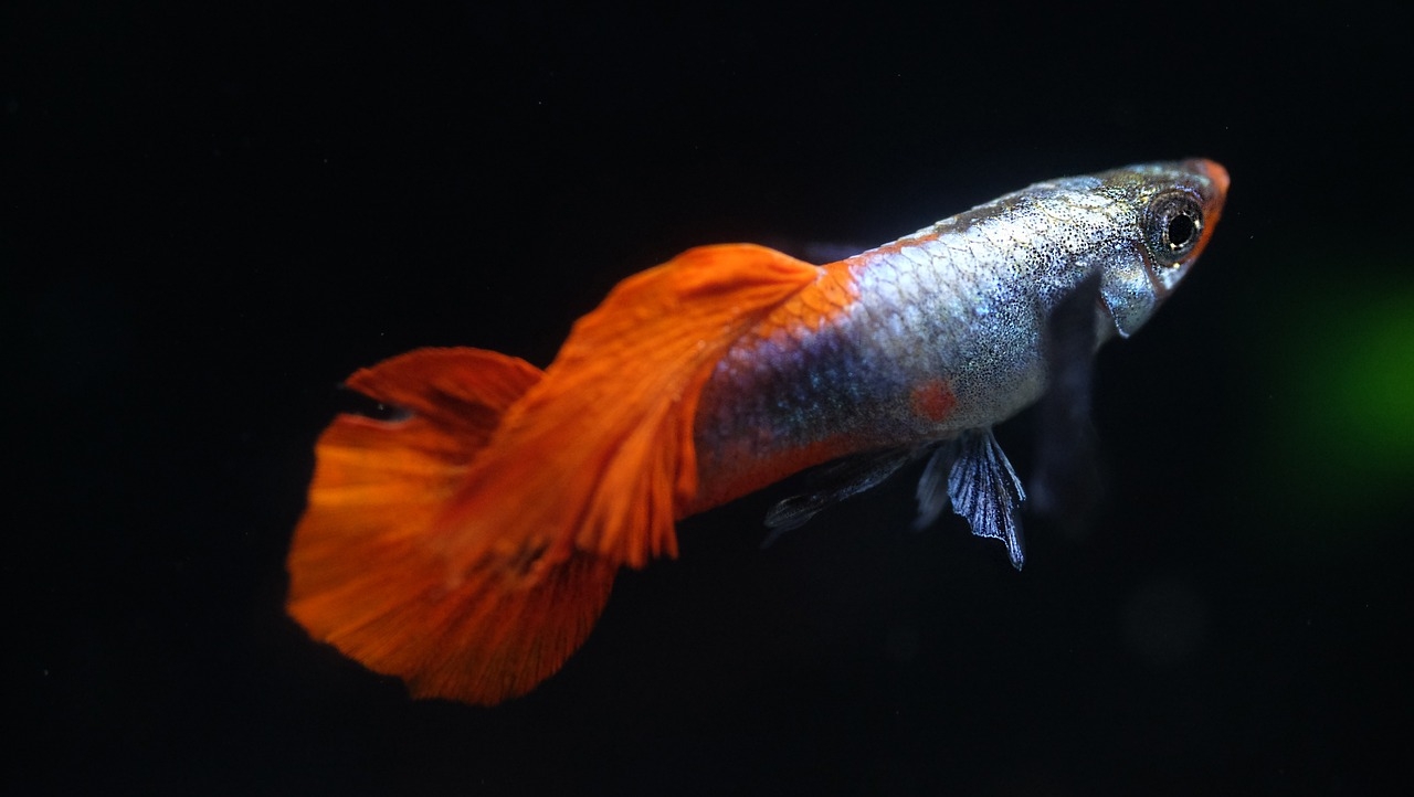 O guppy azul (Poecilia reticulata), originário da América do Sul, é amplamente criado em aquários. Conhecido pela coloração azul vibrante dos machos e pela resistência a diferentes condições de água, o guppy é também um dos peixes mais estudados em genética e comportamento. Reprodução: Flipar